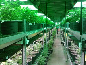 Ohio Marijuana laws